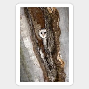 Barn Owl Peekaboo Sticker